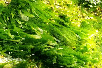 Seaweed (2751319758)