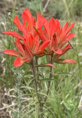 Castilleja integra - Michael Tidwell 01