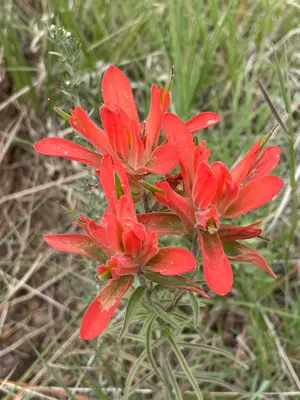 Castilleja integra - Michael Tidwell 03