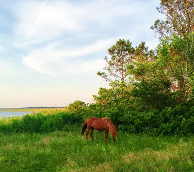 Horse on Assateague Island