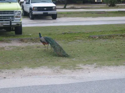 Peacock in Florida's Myakka State Park 1