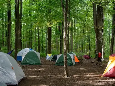 Multiple tents surrounded by deciduous trees