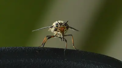 Striped Deer Fly (Chrysops vittatus) - Waterloo, Ontario 2018-07-13 (02)