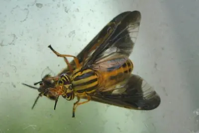 Striped Deer Fly (Chrysops vittatus) - Waterloo, Ontario 2018-07-13 (03)