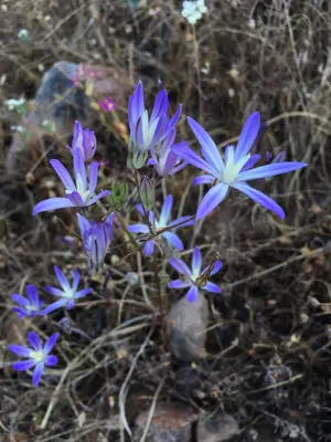 Brodiaea minor 52379249