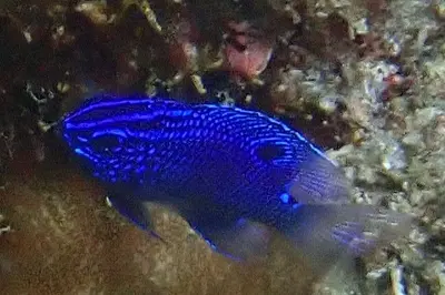 Cortez Damselfish - Stegastes rectifraenum