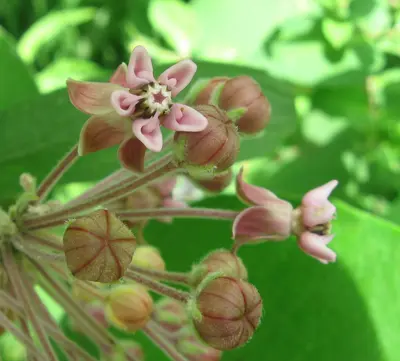 Milkweed, Sandhill Station Campground (14534307312)