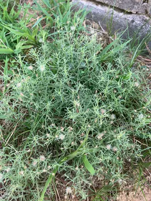 Erigeron divaricatus 538330319
