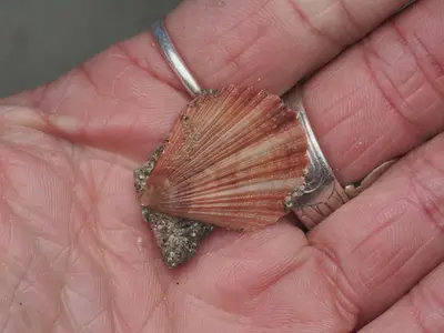 Chlamys hastata 521628250