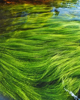 Algonquin PP Pen Lake Algae2008