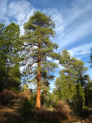 Pinus ponderosa brachyptera tree