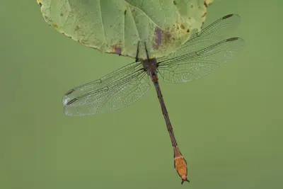 Stylurus plagiatus 143429325