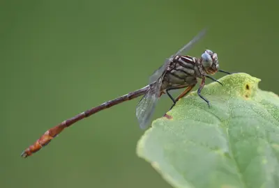 Stylurus plagiatus 143429287