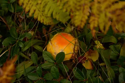 CNNF FC 2014-09-29 mushroom (15208644870)