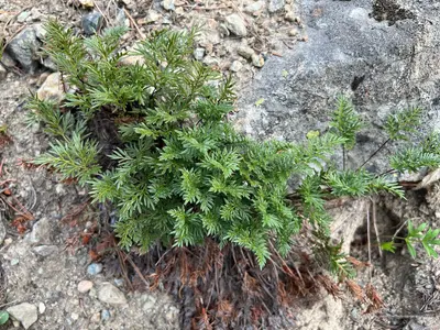 Aspidotis densa JHT IMG 7973