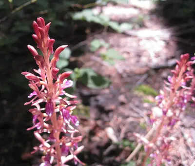 Corallorhiza sp. (2)