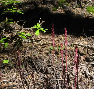 Flickr - brewbooks - Corallorhiza mertensiana (I think)