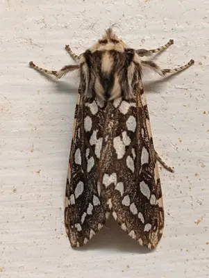 Lophocampa argentata - Imago 151441436