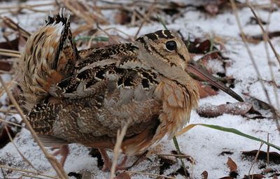 Scolopax minor 118448065