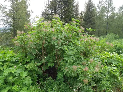Sambucus racemosa (8088056286)