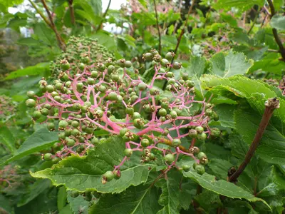 Sambucus racemosa (8088057510)