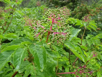 Sambucus racemosa (8088055644)