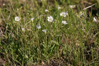 Cerastium arvense - Flickr - aspidoscelis (1)
