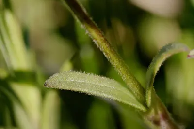 Cerastium arvense - Flickr - aspidoscelis (3)