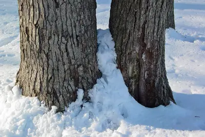 Snow around two tree trunks (52675052329)