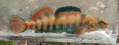 Etheostoma caeruleum 373489460 (cropped)