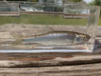 Cyprinella spiloptera 396155282