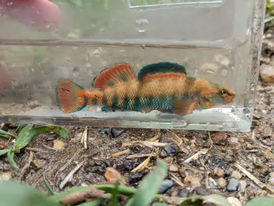Etheostoma caeruleum 373489460