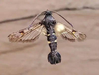 Synanthedon helenis