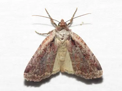 Eueretagrotis attentus