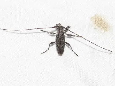Eutrichillus biguttatus 145167735