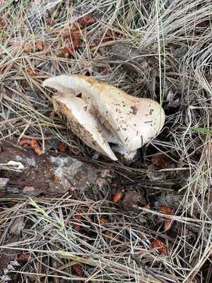 Hebeloma albomarginatum 316726689