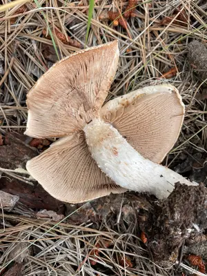 Hebeloma albomarginatum 316726141
