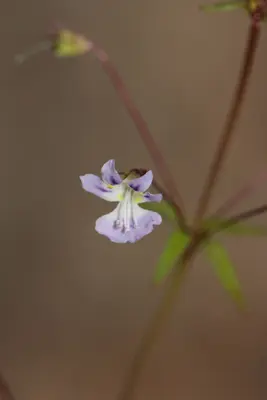 Tonella tenella 5100
