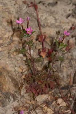 Collomia heterophylla 5096