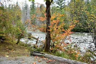 Photo of Goodell Creek from group site with trees and boulder-strewn creek