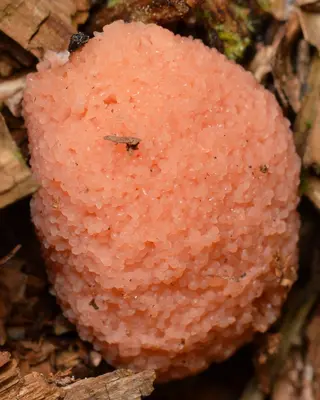 Tubifera sp. - Algonquin Provincial Park 2019-09-21 (01)