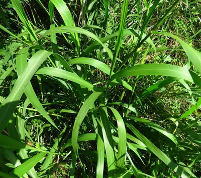 Setaria scheelei 538587868