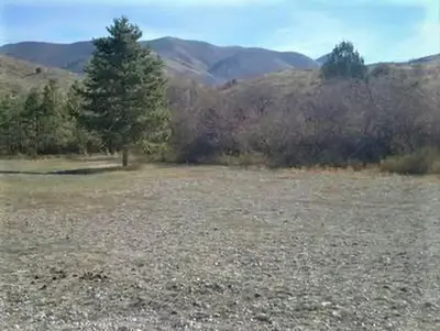 A tree in Third Creek Campground