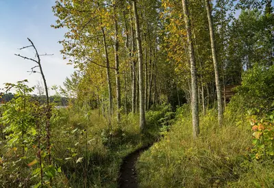 Hiking away from Daisy Farm - Isle Royale (49052112167)