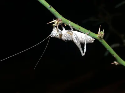 Ateloplus schwarzi