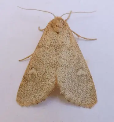 Narthecophora pulverea - inat 67249909