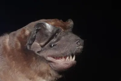 Molossus sinaloae 138489750