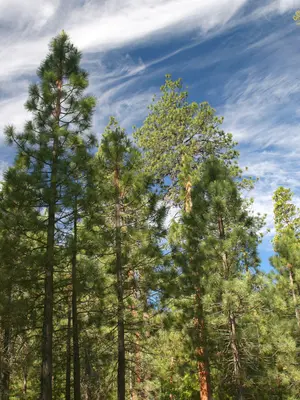 Pinus ponderosa Canyon View 1