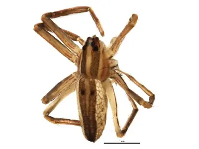 Pisaurina dubia f