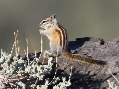 Neotamias panamintinus